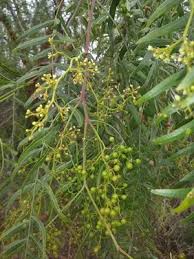 Image result for Schinus