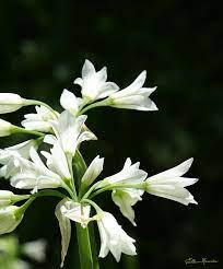 July's flowers are water lilies. Beautiful White Lilies Types Of White Flowers White Flowers Garden