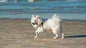 japanese spitz dog breed information pictures dogtime