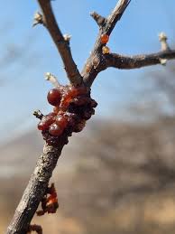 Image result for Commiphora angolensis