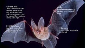 They do not lay eggs. Bats By Micah Bonds