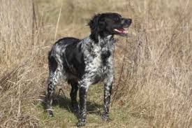 Image result for bretanský dlouhosrstý ohař