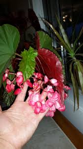 Check out our angel wing begonia selection for the very best in unique or custom, handmade pieces from our craft supplies & tools shops. Angel Wing Begonia Where Have Your Spots Gone Houseplants