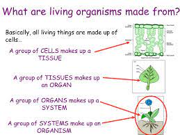 We did not find results for: Cells Learning Objectives That Cells Form Tissues And Tissues Form Organs To Name Some Important Tissues In Humans To Explain The Organisation Of Tissues Ppt Download