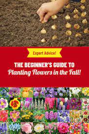 How To Plant Flower Bulbs Fall Bulb Planting Planting Bulbs When To Plant Bulbs