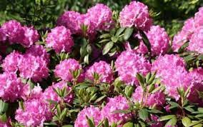 Toxic Plant Profile Rhododendron And Azalea University Of Maryland Extension Plants Ornamental Plants Azaleas