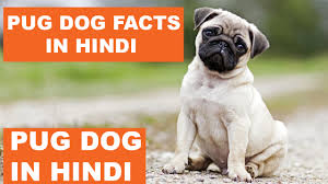 Pug Dog Facts In Hindi Dog Facts Popular Dogs The Ultimate Channel