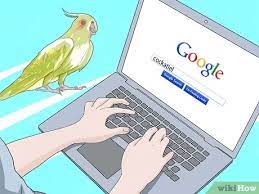 How To Take Care Of A Cockatiel (With Pictures) - Wikihow
