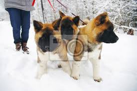 Yet there were those who wanted to remain true to the japanese standard. Drei American Akita Welpen Posieren Im Freien Auf Einem Schnee Leinwandbilder Bilder Akita Bleiben Januar Myloview De