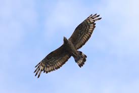 Oriental Honey Buzzard Bald Eagle Animals Buzzard