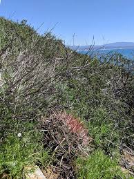 Red barrel cactus is a spectacular desert plant with striking curved red spines. Plantfiles Pictures Ferocactus Species Coast Barrel Cactus San Diego Barrel Cactus Ferocactus Viridescens By Kell