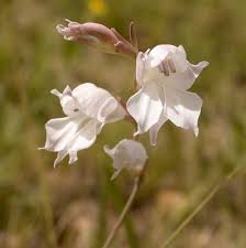 Image result for Gladiolus microspicatus
