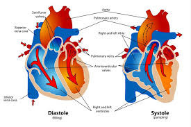 Phases Of The Cardiac Cycle When The Heart Beats