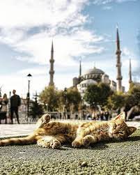 good morning istanbul istanbullife istanbull istanbultrip istanbultoptan istanbul istanbulmoments cat catlover trav istanbul cat day great cat