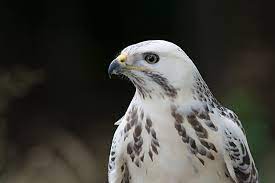 Sommige zijn bijna geheel donkerbruin maar er zijn ook. Buizerd