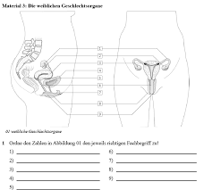 Die inneren und äußeren weiblichen geschlechtsorgane dienen der fortpflanzung und sexuellen aktivität. Http Www Europaschule Gommern De Wp Content Uploads 2020 06 8bc Aufgaben Bio Teil4 Pdf