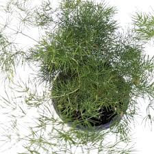 Image result for Asparagus macowanii