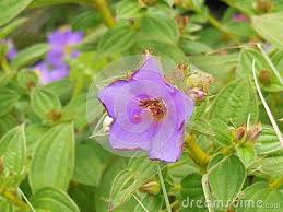 In general, for such sun loving plants, the less sunlight will result in fewer blooms. The Species Of Wild Flowers Grow On Completely Wild Plants With Fibrous Leaves The Flowers Have No Fragrance But The Plant Bla Wild Flowers Wild Plants Plants