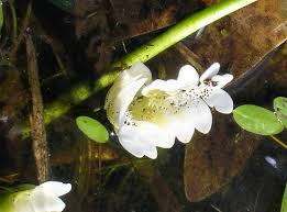 Image result for Aponogetonaceae