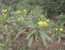 Image result for Psiadia punctulata