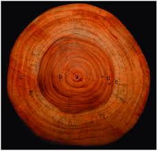 Handmade mother of pearl inlay teak wood table handicraft furniture table. Cross Section Of Teak Wood Showing Major Features A Pith B Heart Download Scientific Diagram