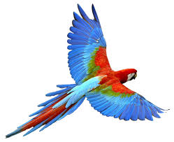 Image result for parrot