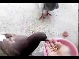 Hewan yang bukan pemamah biak seperti unggas atau babi tidak dapat mencerna selulosa yang ada di rumput, sehingga harus diberi pakan lain, misalnya dari serealia. Jadwal Waktu Memberi Makan Burung Merpati Yang Bagus Youtube
