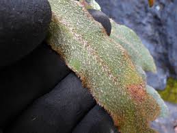 Image result for Elaphoglossum kivuense