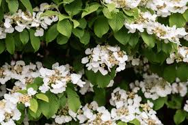 The climbing plants in pots can bring a real touch of nature to any place, and they are a good way to add some privacy, too. 10 Perennial Vines For Shady Areas