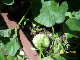 Reussir Les Melons Au Jardin Forum De Jardinage