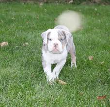We did not find results for: K2 Kennels Olde English Bulldogges Home Facebook