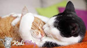 kedilerde kur yapma ve ciftlesme kedi blog