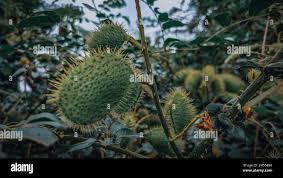 Image result for Guilandina bonduc