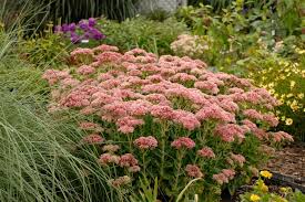 Maybe you would like to learn more about one of these? Sedum Autumn Fire Stonecrop Ebert S Greenhouse