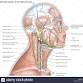 Advanced Lymphatic for Head, Neck & Brain(C113) - Cumberland institute of Holistic Therapies, 500 Wilson Pike Cir UNIT 121 Event Image