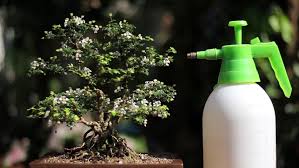 A friend of mine gave me this japanese holly which he had dug up from his garden. Watering Bonsai Singapore Holly Tree Stock Footage Video 100 Royalty Free 1023607873 Shutterstock