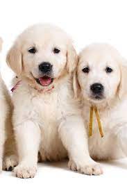 Three Small Cute Golden Retriever Puppy On White Background Three Labrador Puppies 7 Weeks Old In F Golden Retriever Retriever Puppy Golden Retriever Puppy