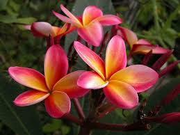 Image result for Plumeria rubra