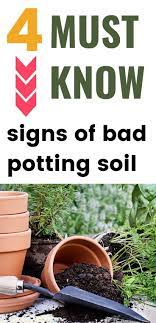 Must Know Signs Of Bad Potting Soil Potting Soil Soil Gardening For Dummies