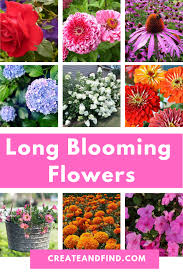 Learn more about the science behind getting your flowers to last longer than ever and get great tips on how to care for them. Long Blooming Flowers You Ll Love Add These Plants To Your Landscaping This Year For Months Of Blooms Blooming Flowers Flowers Perennials Flower Landscape