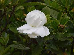 It is the gift that never fails to delight and impress. Gardenia Jasminoides Wikipedia