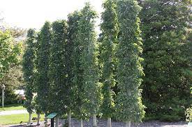 Scarlet sentinel apple tree $ 29.95. Columnar Apple Trees For Suburban Yards Finegardening