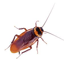 Save more with this great deal at doityourselfpestcontrol.com! How To Pest Do It Yourself Pest Control Products How To Instructions