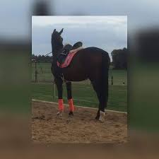 Wenn die stimme der jungen sängerin im viereck erklang, hatte ich … Ab Wann Kann Ein Hengst Decken Pferde Stute