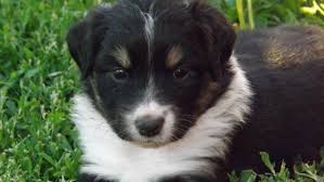 We did not find results for: Border Collie Mini Aussie Puppies For Sale In Payette Idaho Classified Americanlisted Com