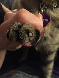 Cat With White Lump On Paw Thecatsite