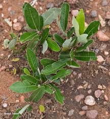 Image result for Parinari capensis