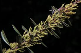 Image result for Myricaceae