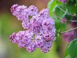 When do purple lilac bushes start to bloom? Lilac Bush Plant Care Growing Guide
