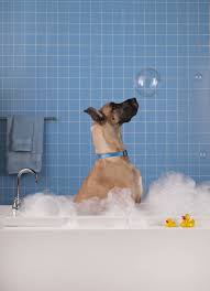 Wet Dog Wednesday Half Price Baths For Daycare Campers Http Www Campcanineflorida Com Dogdaycare Catdaycare Campcanine Danua Kopek Pelus